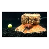 Плавающая насадка Vi-agra Pop-Up Сыр-Чеснок, диаметр 10.5 мм - 3