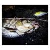 Воблер Jackall Chubby Magnum 50F SR 50mm 8.3g Mat Tiger - 9