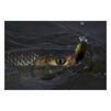 Воблер Jackall Chubby Magnum 50F SR 50mm 8.3g UL Tamamushi - 8
