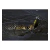 Воблер Jackall Chubby Micro 30F SR 30mm 2.0g HL AYU - 8